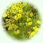 Euphorbia cyparissias L.
