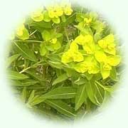 Euphorbia palustris L.