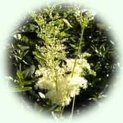 Filipendula ulmaria