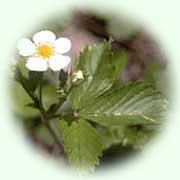 Fragaria vesca L.