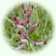 Fumaria officinalis