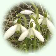 Galanthus nivalis L.