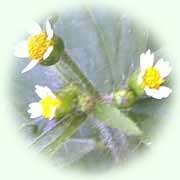 Galinsoga parviflora