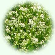 Galium mollugo L.