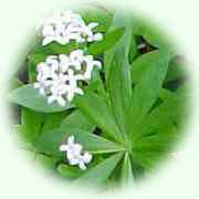 Galium odoratum