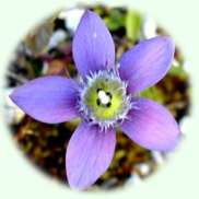 Gentiana germanica
