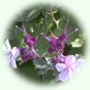 Geranium magnificum L.