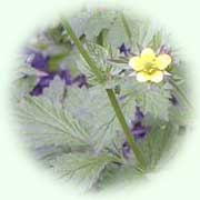 Geum urbanum L.