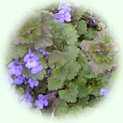 Glechoma hederacea L.