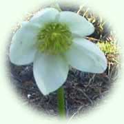 Helleborus niger