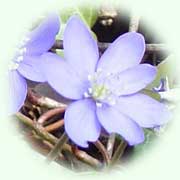 Hepatica nobilis