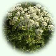 Heracleum sphondyleum