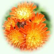 Hieracium aurantiacum L.