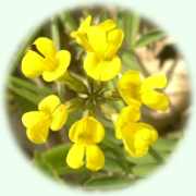 Hippocrepis comosa L.
