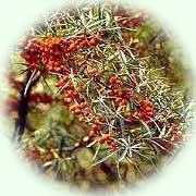 Hippophae rhamnoides