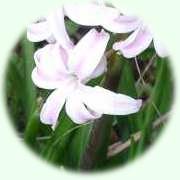 Hyacinthus orientalis