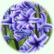 Hyacinthus orientalis