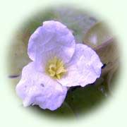 Hydrocharis morsus-ranae