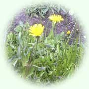 Hypochoeris radicata L.