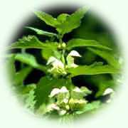 Lamium album L.