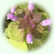 Lamium amplexicaule