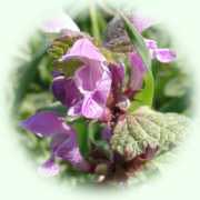 Lamium maculatum