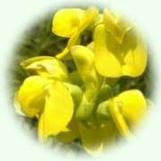 Lathyrus pratensis L.