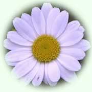 Leucanthemum vulgare