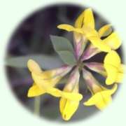 Lotus corniculatus L.