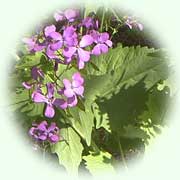 Lunaria annua L.