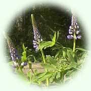 Lupinus polyphyllus L.