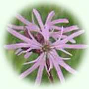 Lychnis flos-cuculi