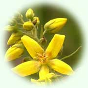 Lysimachia vulgaris L.