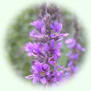 Lythrum salicaria