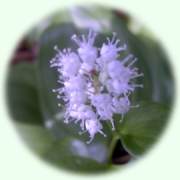 Maianthemum bifolium (L.)F.W.SCHMIDT