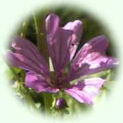 Malva sylvestris