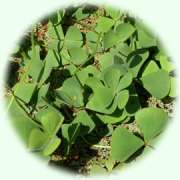 Marsilea quadrifolia