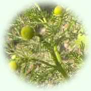 Matricaria discoidea