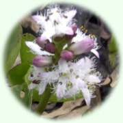 Menyanthes trifoliata