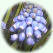 Muscari botryoides