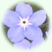 Myosotis palustris