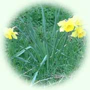 Narcissus pseudonarcissus