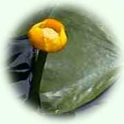 Nuphar lutea