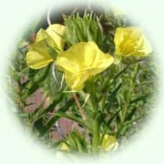 Oenothera biennis L.