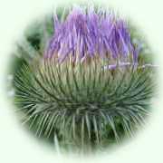 Onopordum acanthium L.