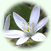 Ornithogalum umbellatum L.