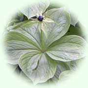 Paris quadrifolia L.