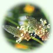 Plantago lanceolata