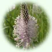 Plantago media