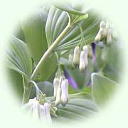 Polygonatum multiflorum L.